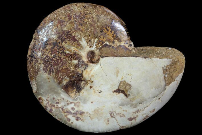 Polished Jurassic Ammonite Fossil - Madagascar #88591